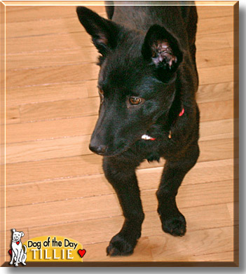 Tillie, the Dog of the Day