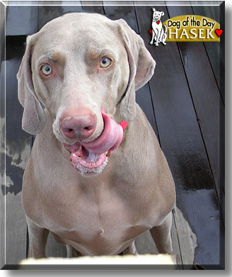 Hasek, the Dog of the Day