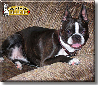 Beenie, the Dog of the Day