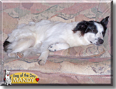 Mandy, the Dog of the Day