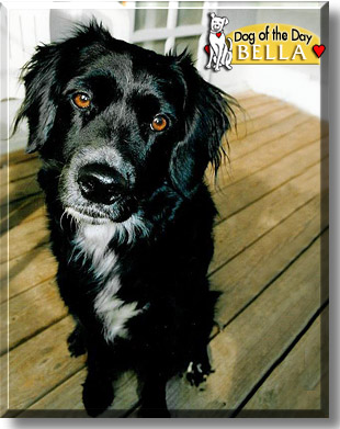 Bella, the Dog of the Day