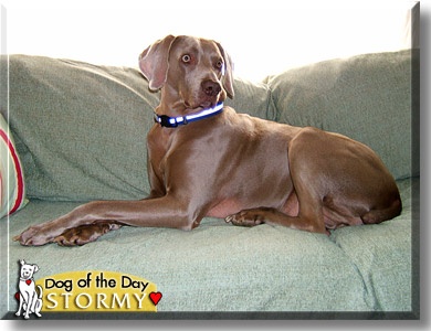 Stormy, the Dog of the Day