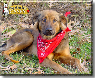 Casey, the Dog of the Day