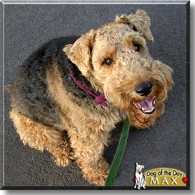 Max, the Dog of the Day