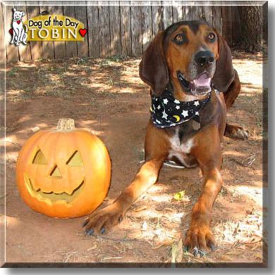 Tobin, the Dog of the Day
