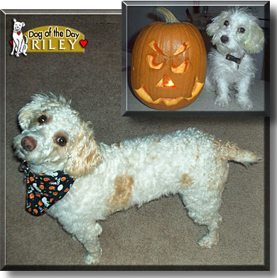 Riley, the Dog of the Day