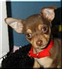 Coco Puff