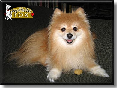 Fox, the Dog of the Day