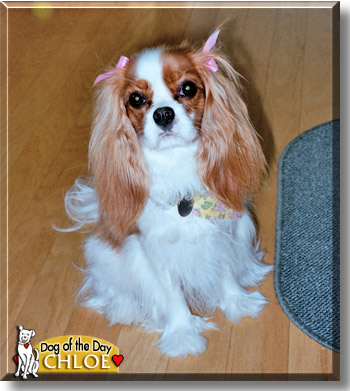 Chloe, the Dog of the Day