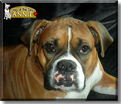 Annie, the Dog of the Day