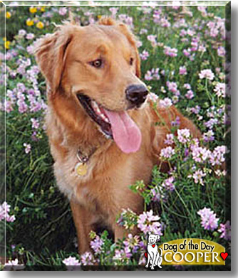 Cooper, the Dog of the Day