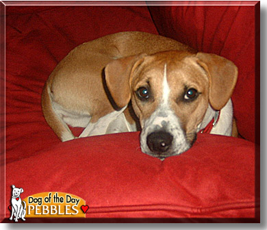 Pebbles, the Dog of the Day