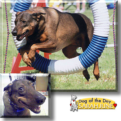 Sarah June, the Dog of the Day