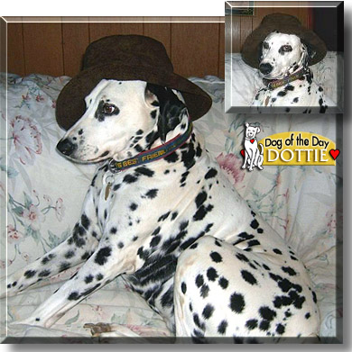 Dottie, the Dog of the Day
