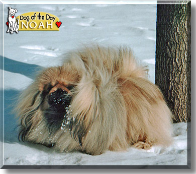 Noah, the Dog of the Day