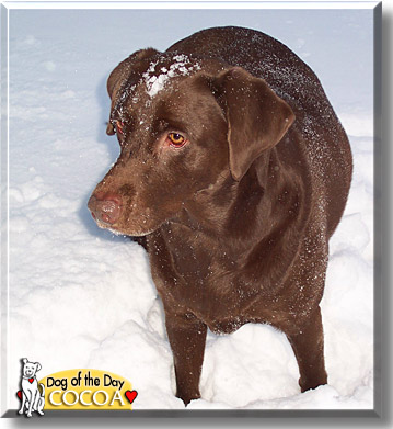 Cocoa, the Dog of the Day