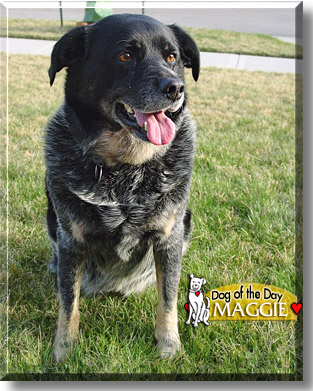 Maggie, the Dog of the Day