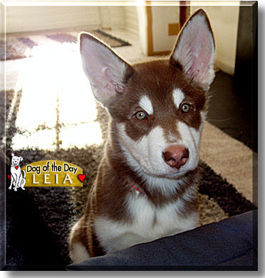 Leia, the Dog of the Day