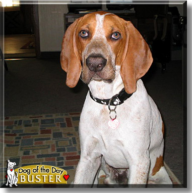 Buster, the Dog of the Day