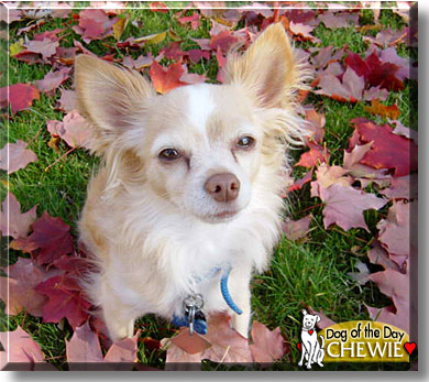 Chewie, the Dog of the Day
