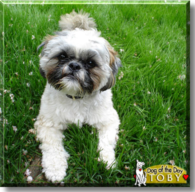 Toby, the Dog of the Day