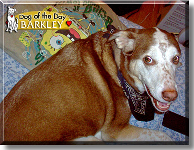 Barkley, the Dog of the Day