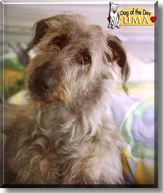 Uma, the Dog of the Day