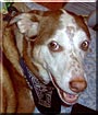 Barkley