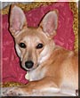 Phoebe