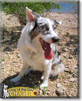 Charlie, the Dog of the Day