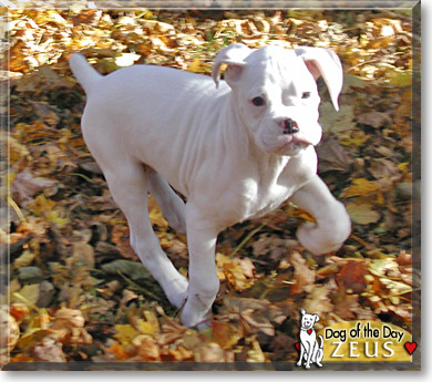 Zeus, the Dog of the Day