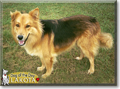 Lakota, the Dog of the Day