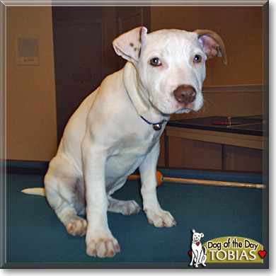 Tobias, the Dog of the Day