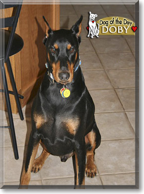 Doby, the Dog of the Day