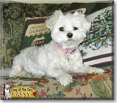 Sassy, the Dog of the Day