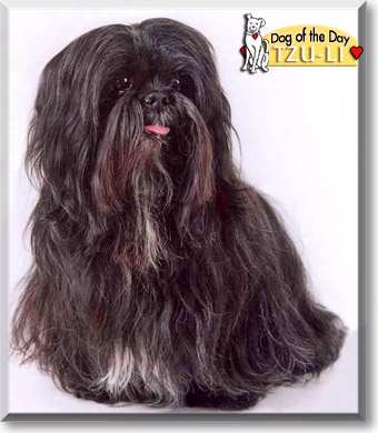 Tzu-Li, the Dog of the Day