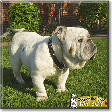 Jay Boy, the Dog of the Day