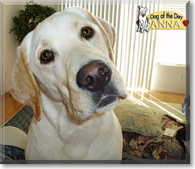 Anna, the Dog of the Day
