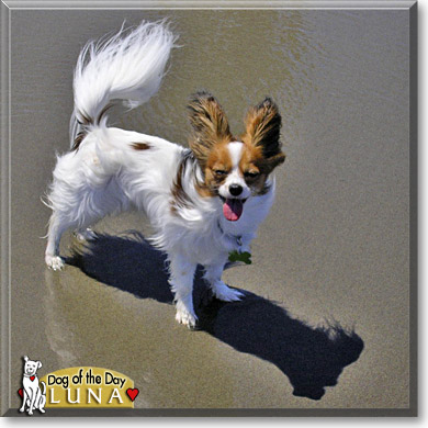 Luna, the Dog of the Day