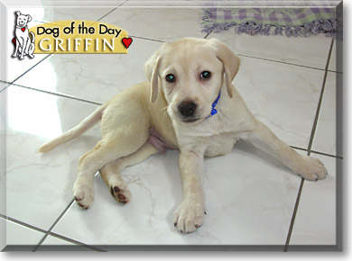 Griffin, the Dog of the Day