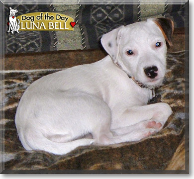 Luna Bell, the Dog of the Day