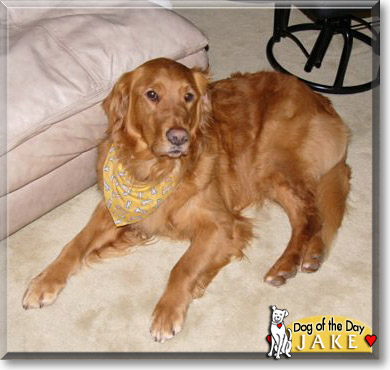 Jake, the Dog of the Day