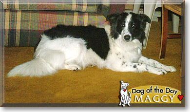 Maggy, the Dog of the Day