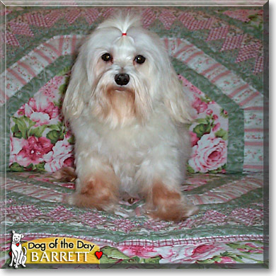 Barrett, the Dog of the Day