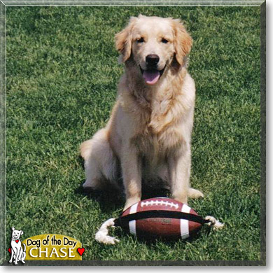 Chase, the Dog of the Day
