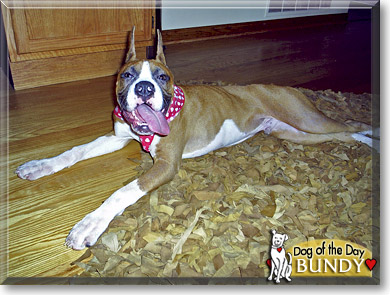 Bundy, the Dog of the Day