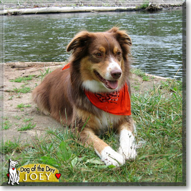 Joey, the Dog of the Day
