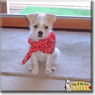 Bailey, the Dog of the Day