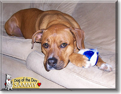 Sammy, the Dog of the Day
