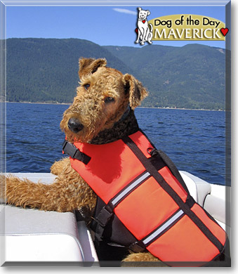 Maverick, the Dog of the Day